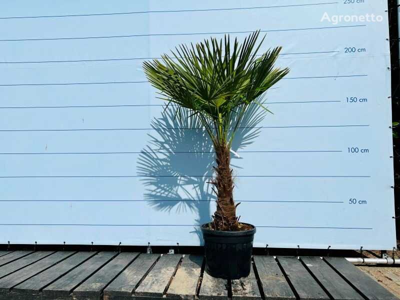 саженец декоративного кустарника trachycarpus fortunei 190cm incl pot, stamhoogte 60/80cm