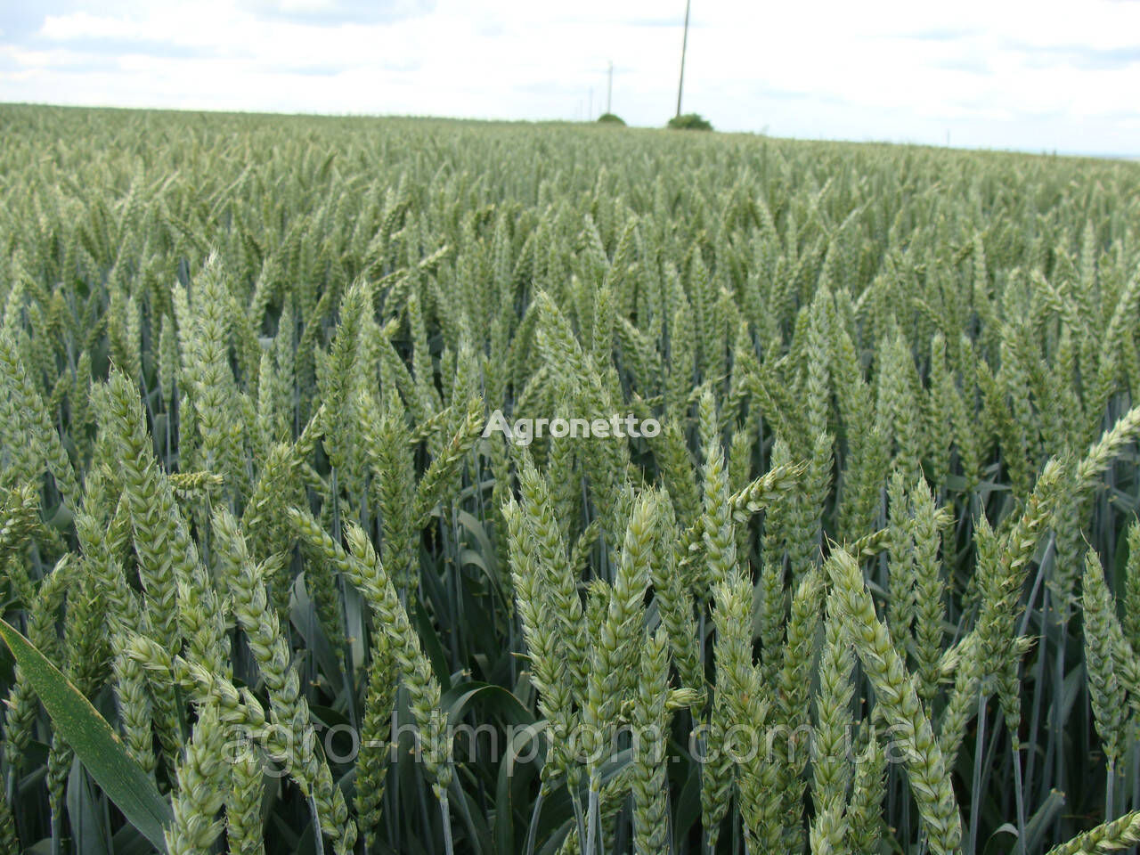 Пшеница озимая пшеница Дар Подолья Элита - 8-10 т/га/ Семена Пшеницы озимой Дар Подолья